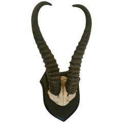 Vintage Antelope Antlers Mounted on Black Shield Shaped Plaque
