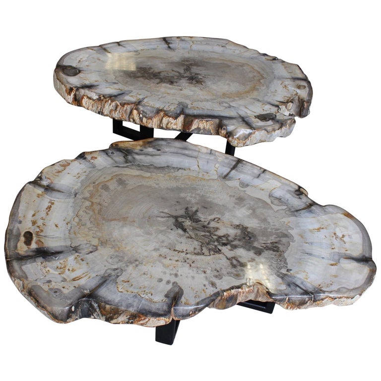 Petrified Wood Coffee Table at 1stDibs