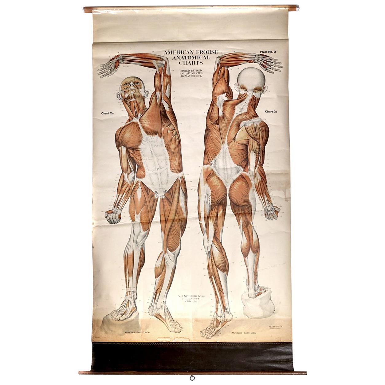 1918, Frohse Anatomical Chart - Musculature For Sale