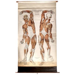 1918, Anatomische Skizze von Frohse – Musculatur