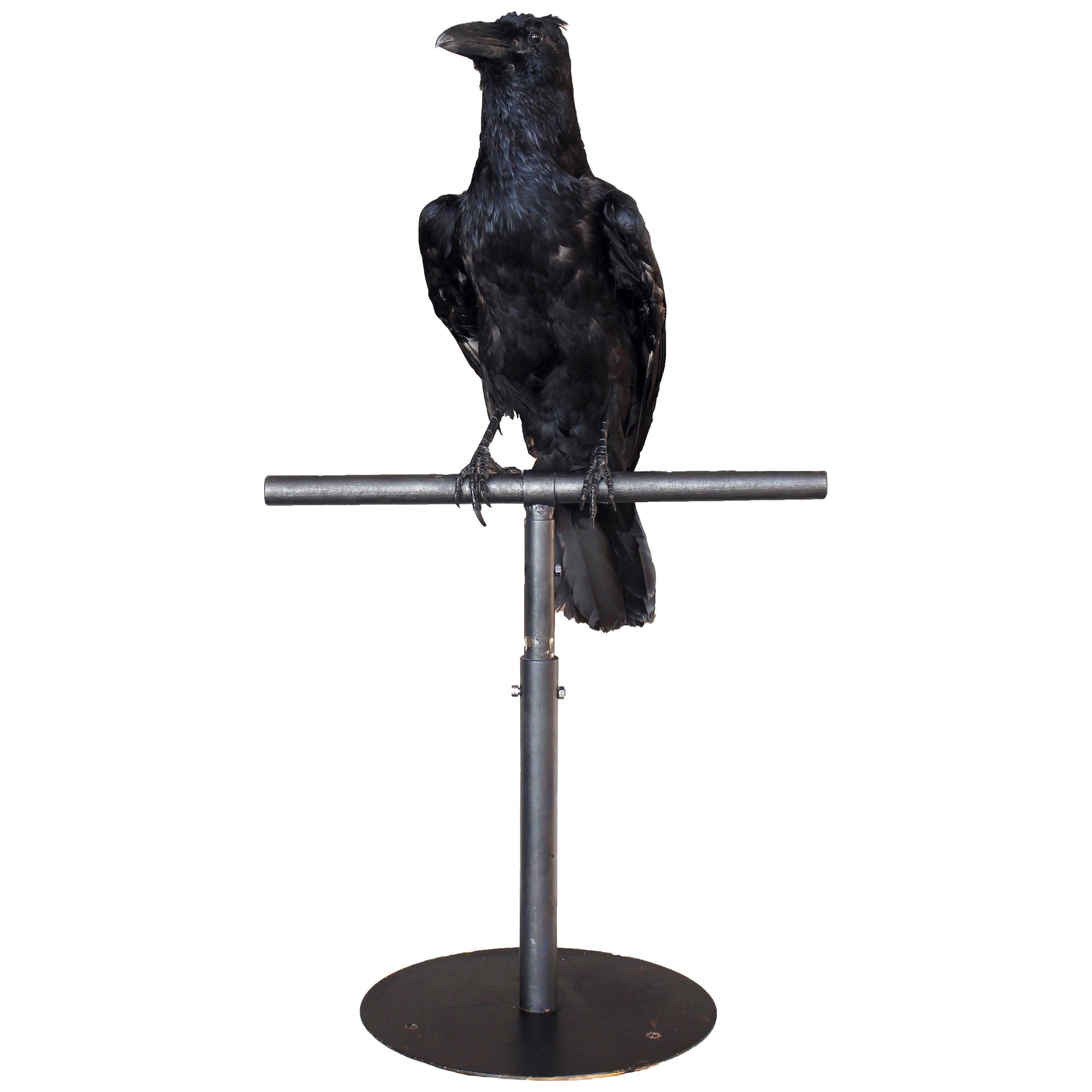Study of a Black Crow