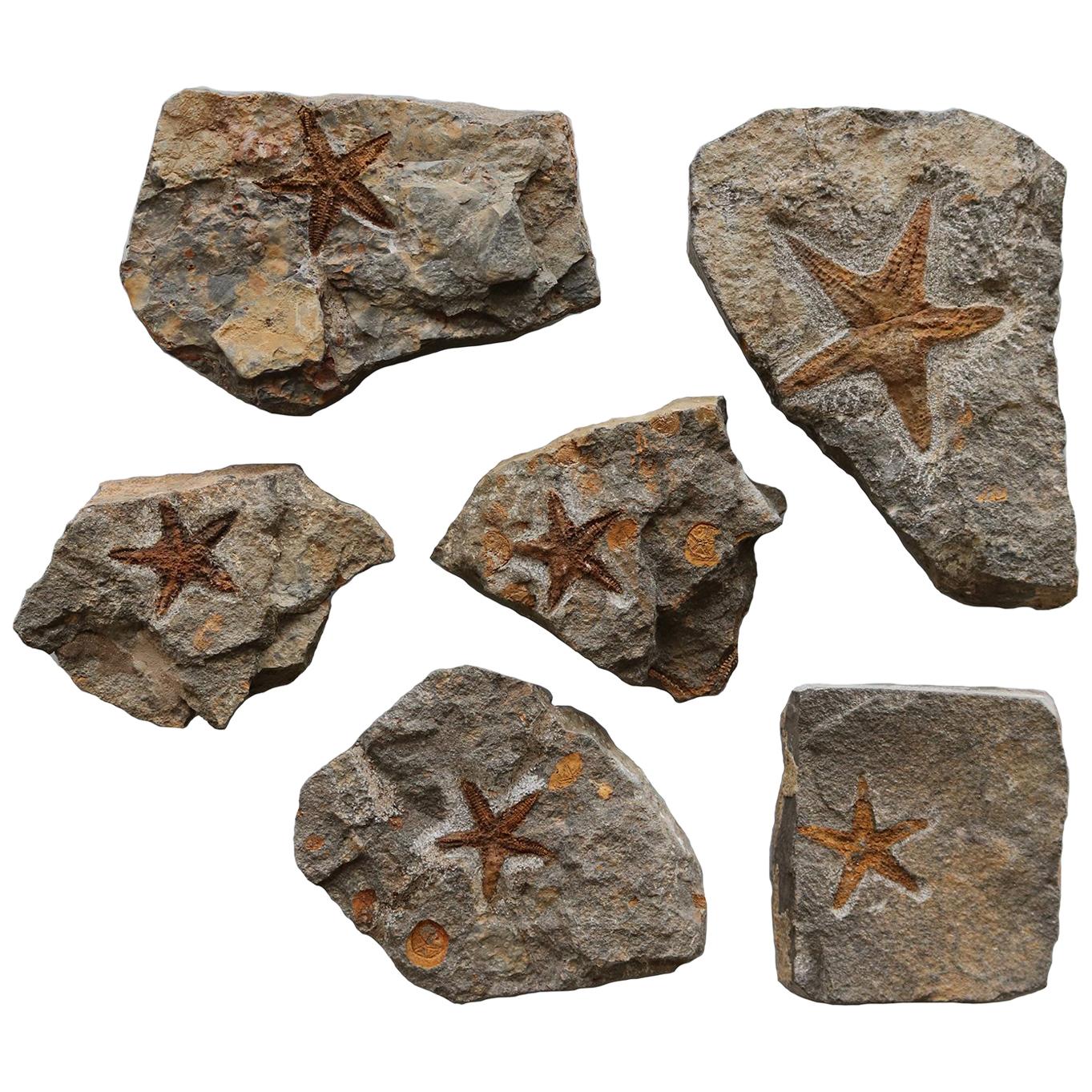 Cluster of six Starfish Fossils