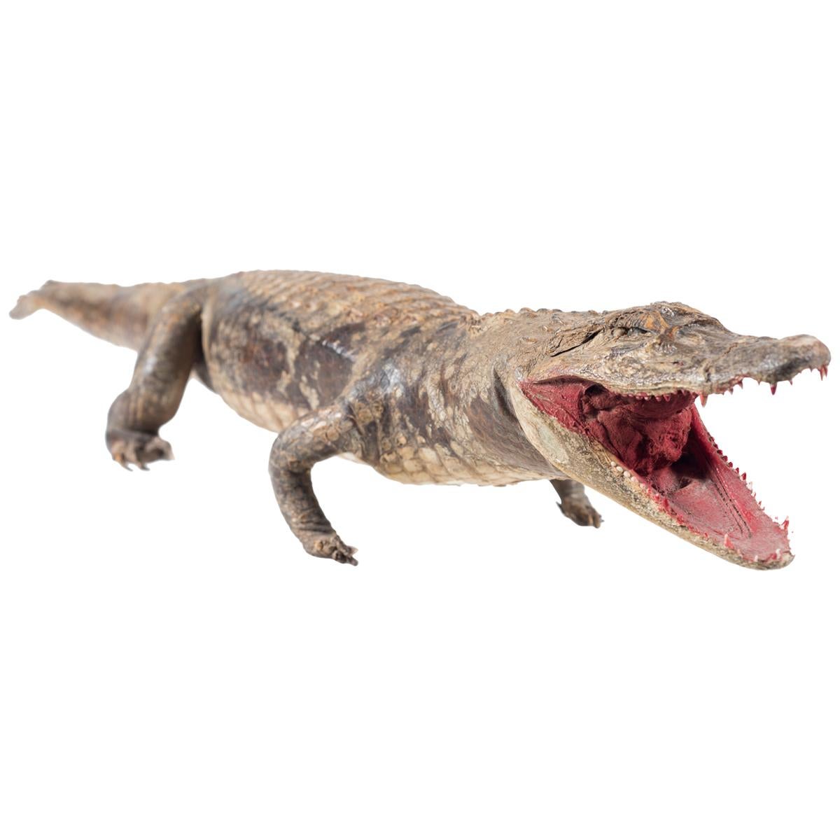 Three Vintage Embalmed Crocodiles, First Half of the 20th Century For Sale
