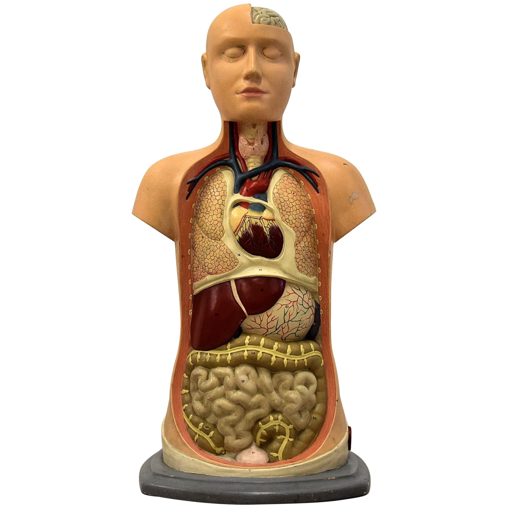 Italian Midcentury Anatomical Educational Torso