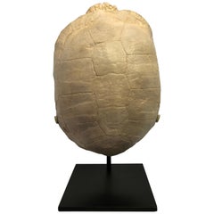 Turtle Fossil Stylemys Species from the Oligocene Era and Discovered in Dakota