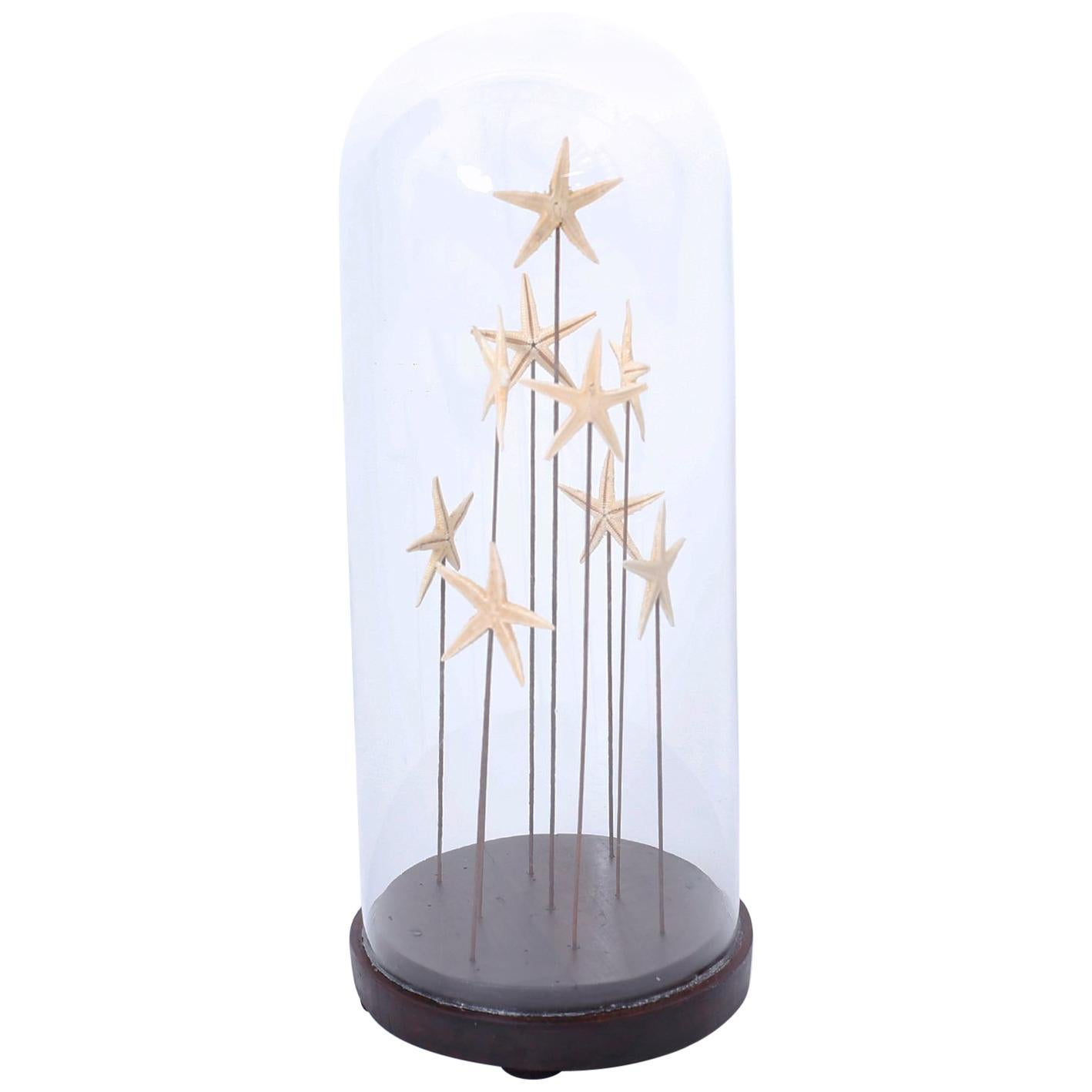 Starfish in a Vintage Glass Specimen Dome
