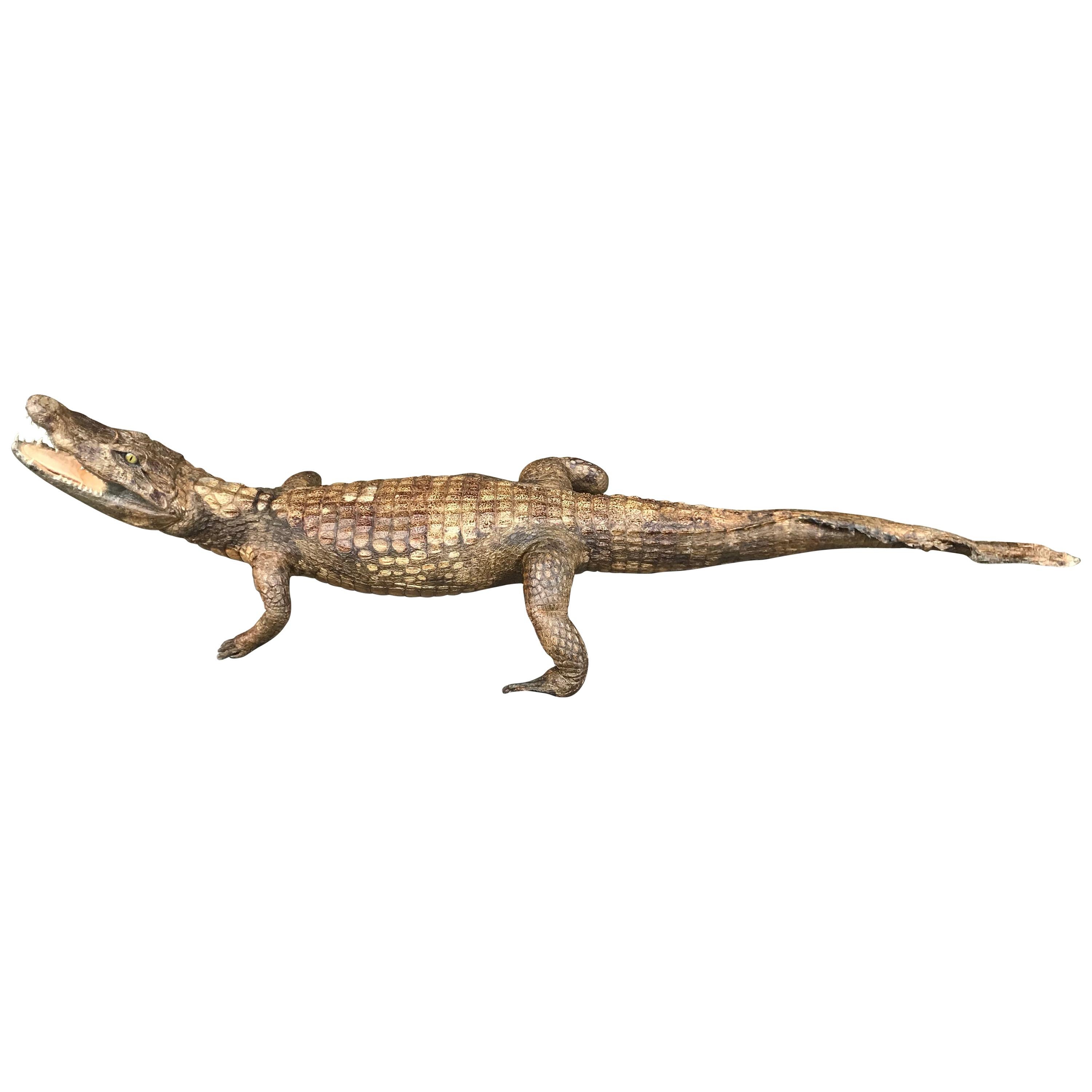 Crocodile Taxidermy, circa 1930 For Sale