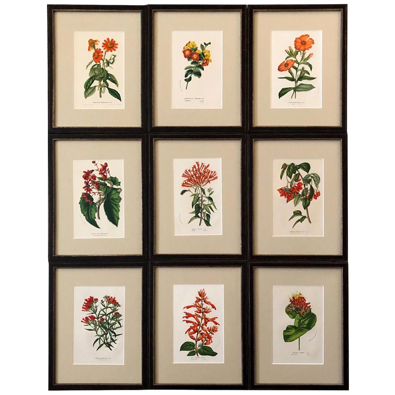 Set of Nine Hand Finished Van Houtte Red Flower Chromolithographs