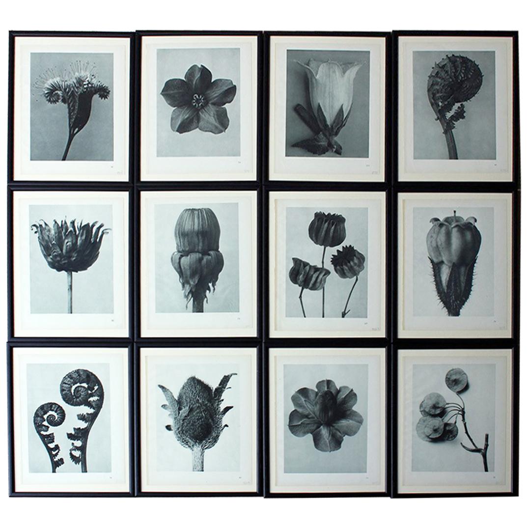 Group of Twelve Framed Botanical Photogravures by Karl Blossfeldt, Berlin, 1929