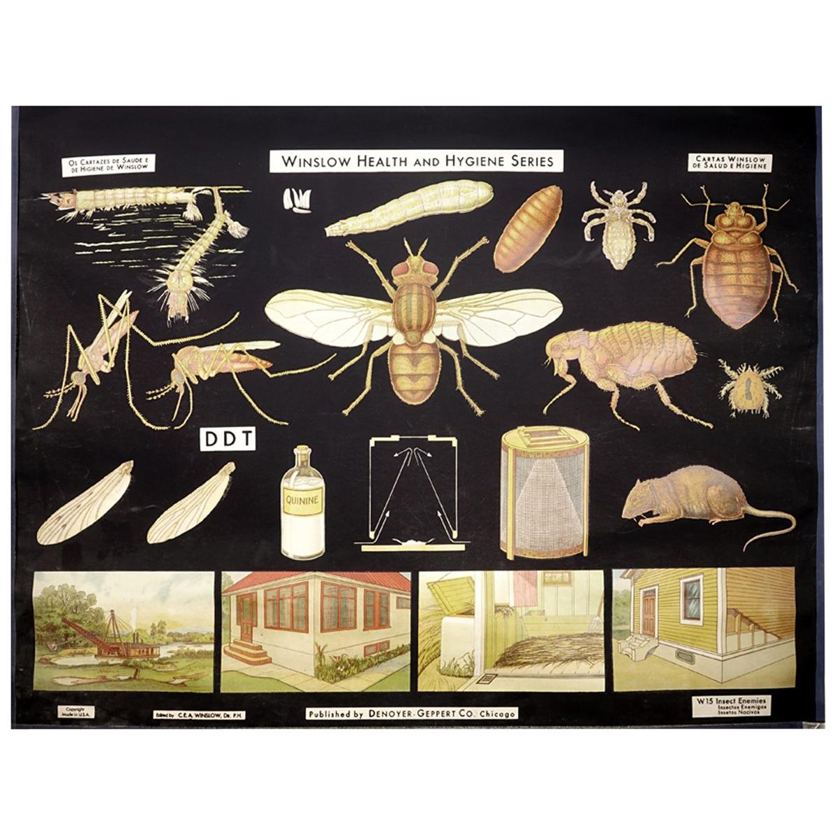 Affiche de santé et d'hygiène de Winslow, Insect Enemies
