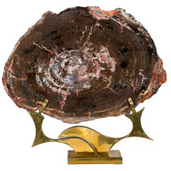 Petrified Wood from Arizona on Brass Base