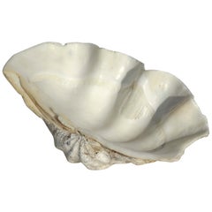 Antique Giant Tridacna Clam Shell