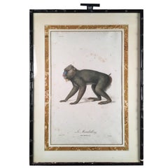 Monkey Print, J.B. Audebert, circa 1800