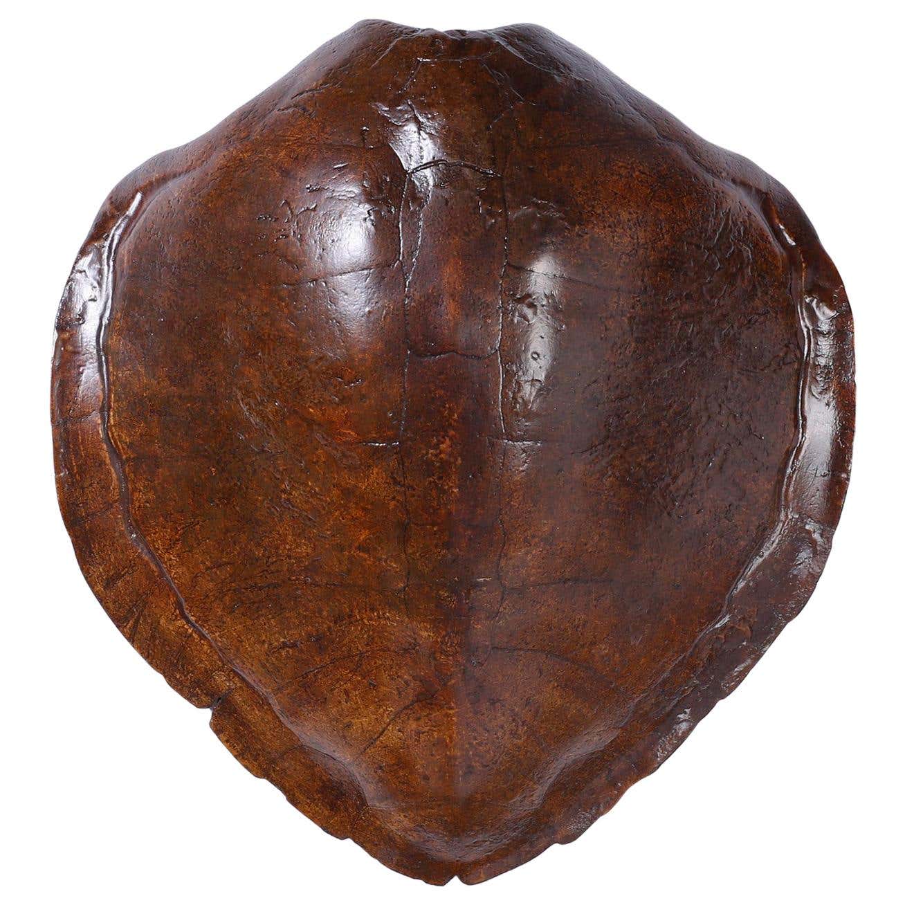 Large Antique Turtle Shell at 1stDibs
