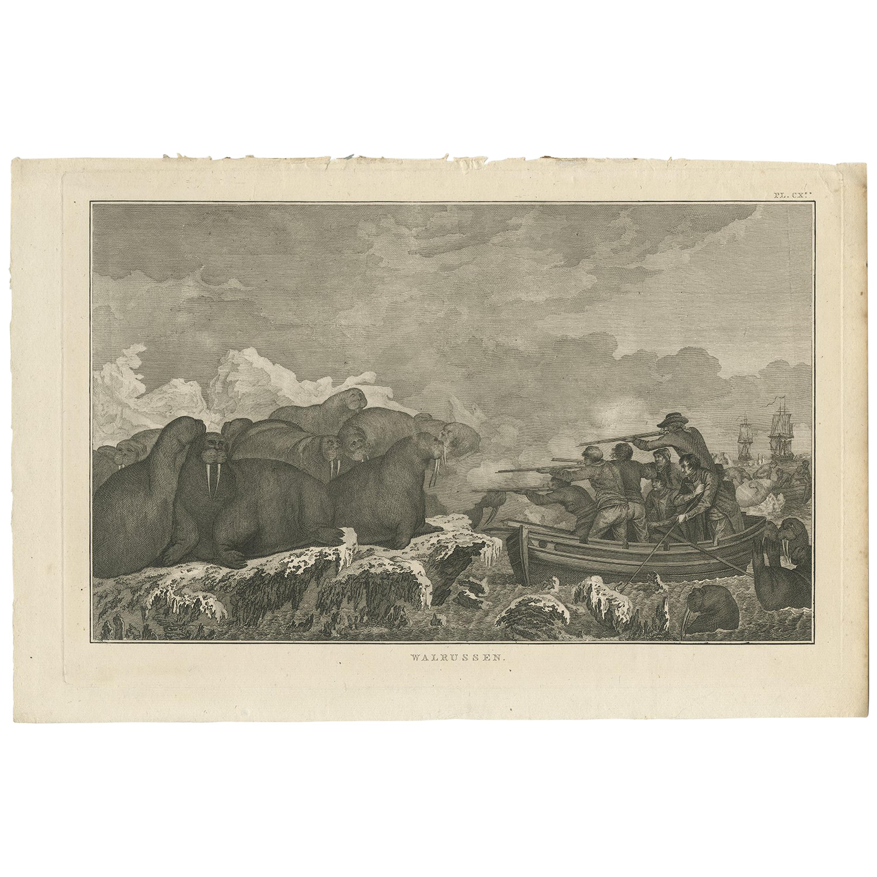 Antique Print of Shooting Walruses by Cook, 1803 For Sale
