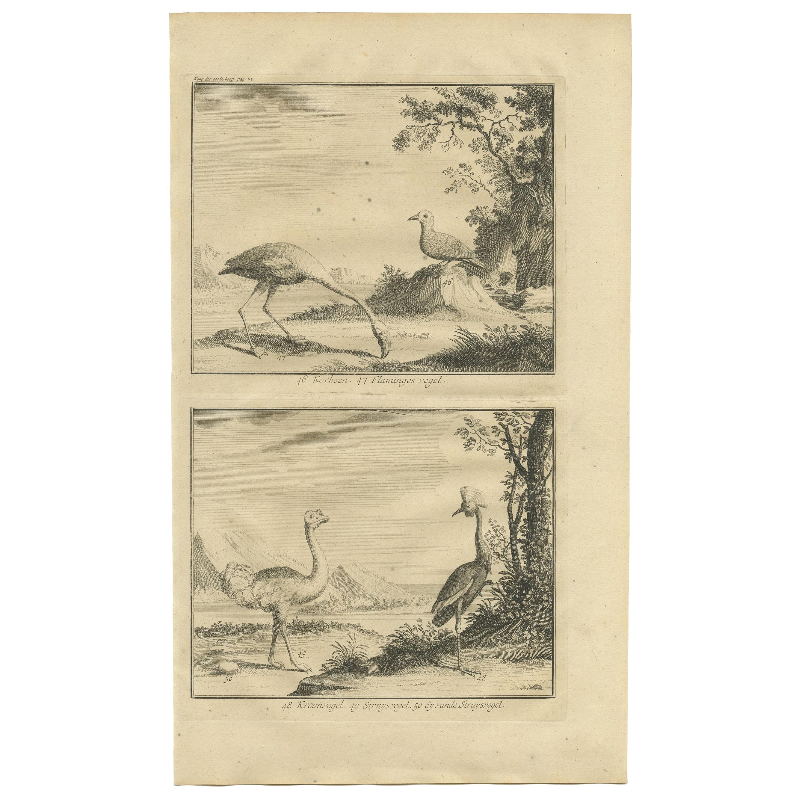 Antiker antiker Vogeldruck mit verschiedenen Vögeln von Valentijn, 1726 im Angebot