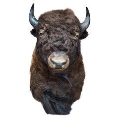 Large Taxidermy American Bison from Montana