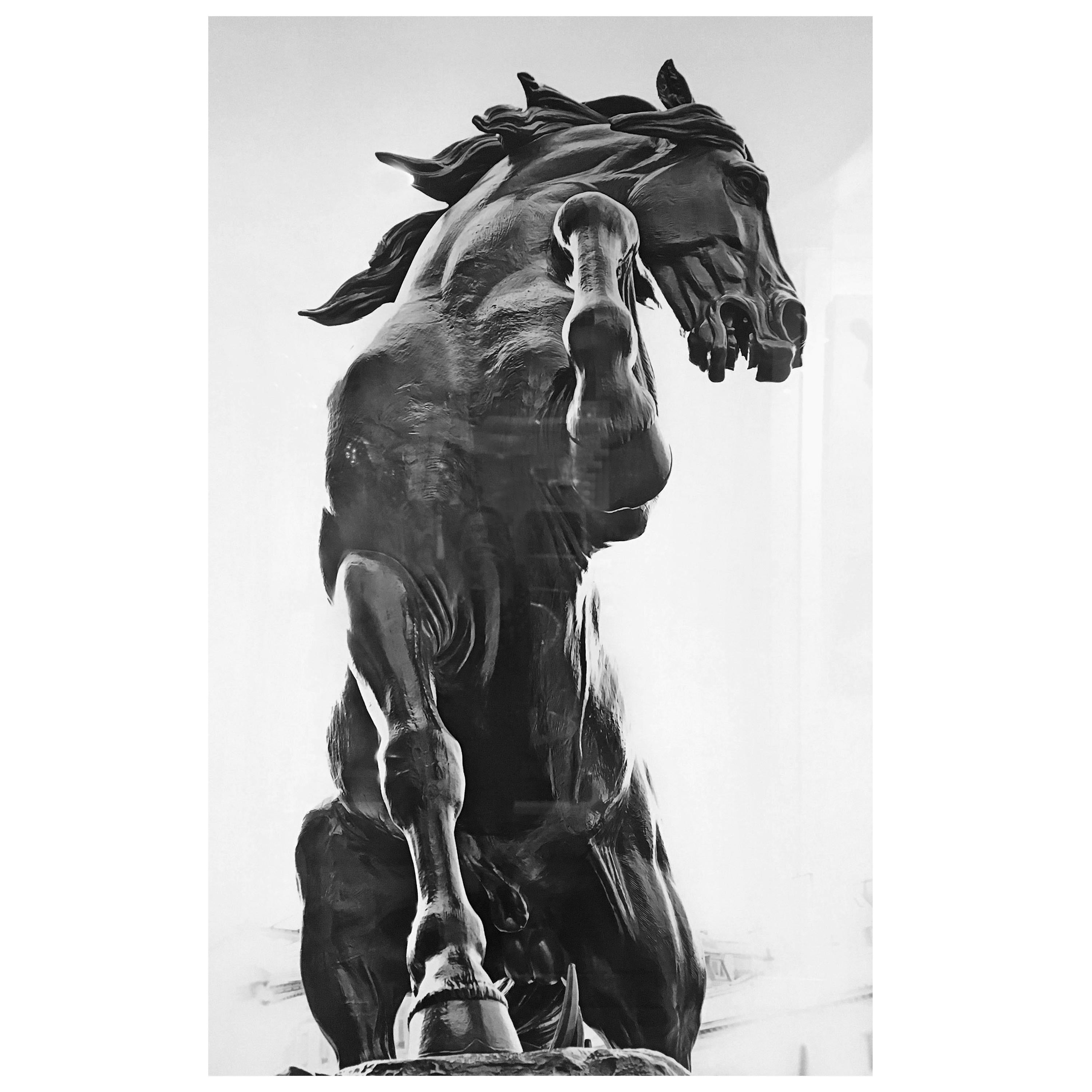 Govignon "Black Horse" Sublimation Print For Sale