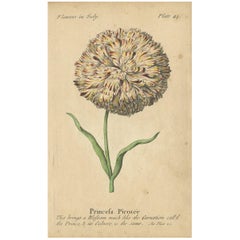 Antique Print of Picotee Princess and the Painted Lady Carnation Flower, 1747