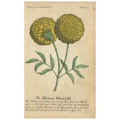 Antique Print of the African Marigold Flower, 1747