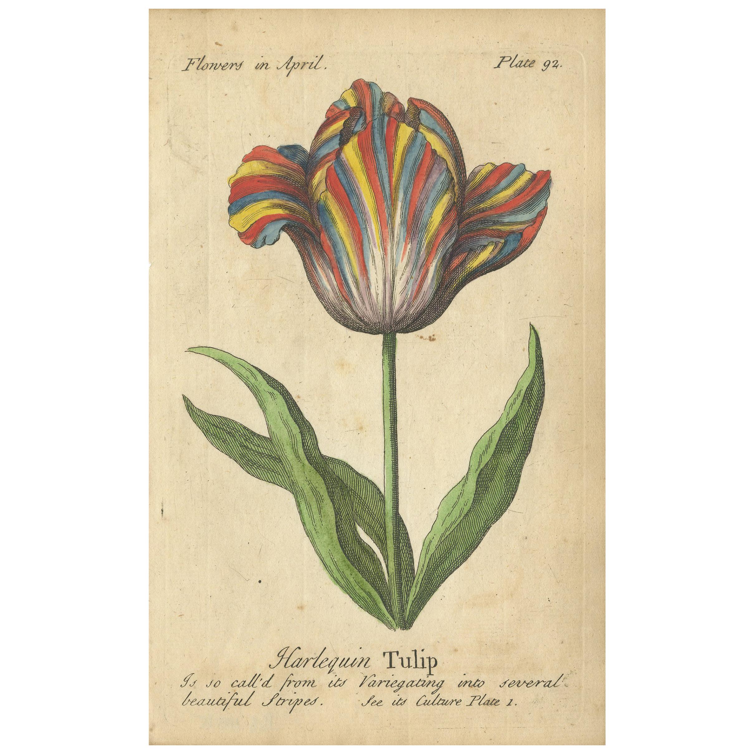 Antique Print of the Harlequin Tulip and Olympic Flame Tulip, 1747