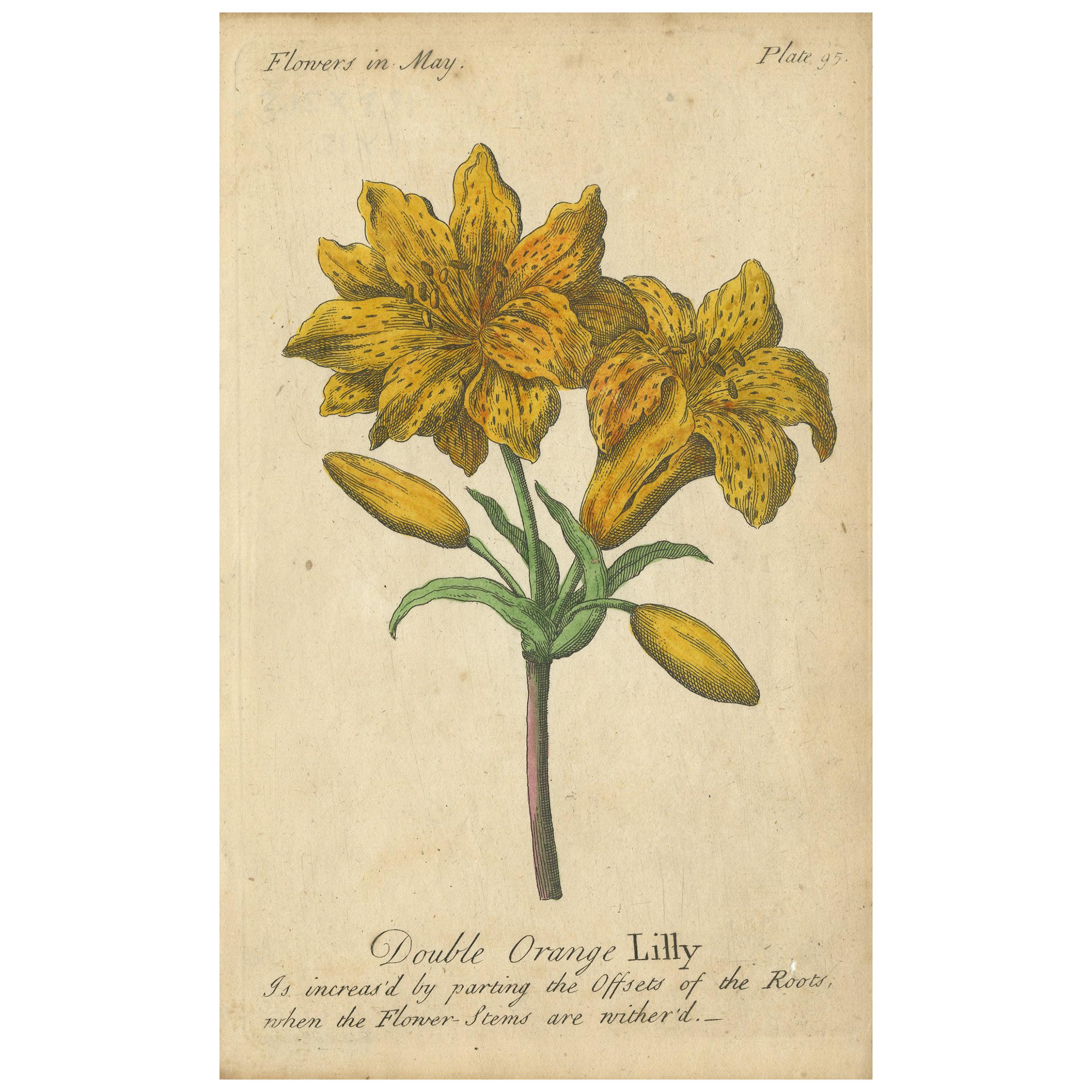 Antique flower prints titled 'Yellow Austrian Rose', 'Cinnamon Rose' and 'Double Orange Lilly'. These prints originate from 'The Compleat Florist' by J. Duke.