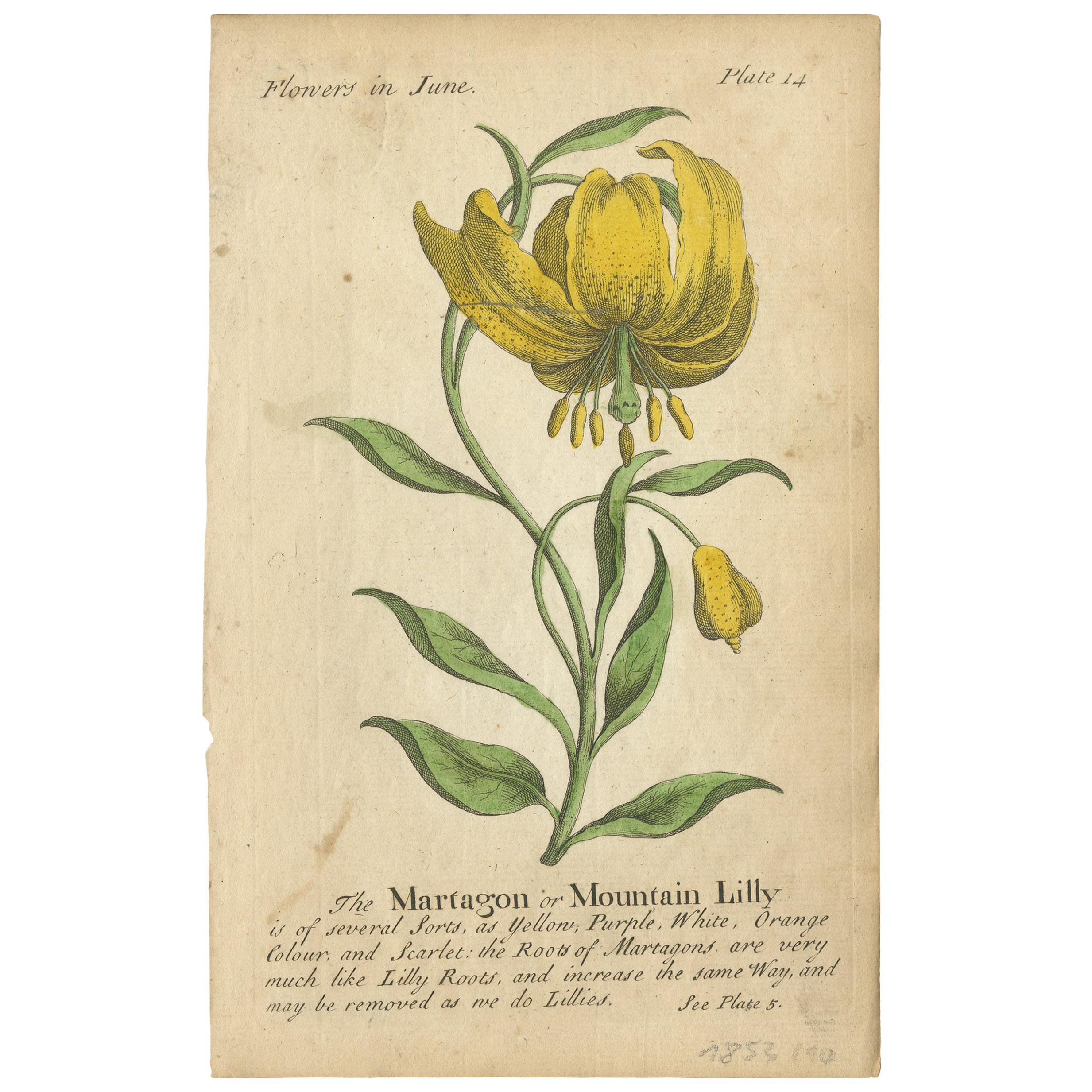 Antique flower print titled 'The Martagon or Mountain Lilly' and 'Rosa Mundi'. These prints originate from 'The Compleat Florist' by J. Duke.