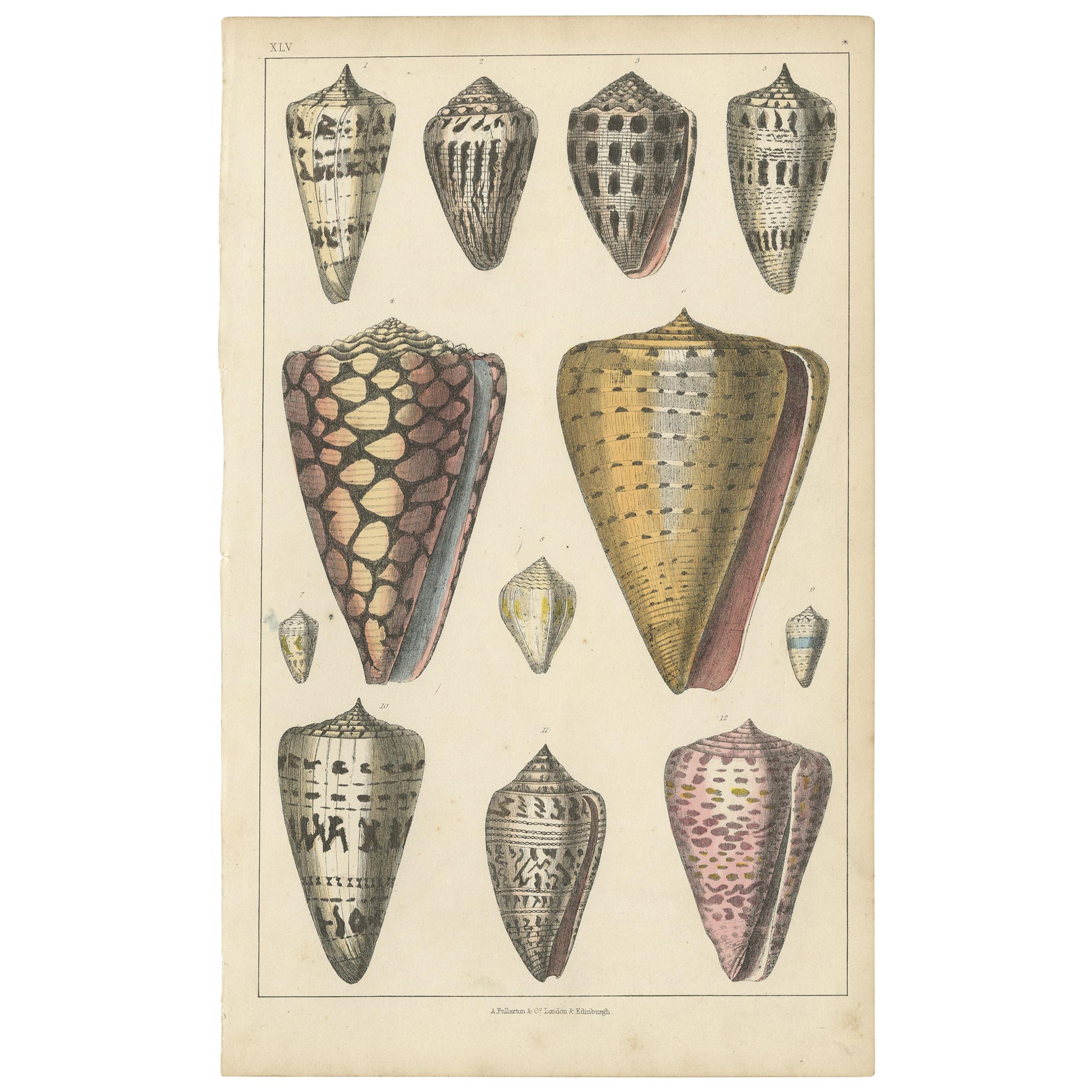 Antique Print of Shells by Fullarton, circa 1850 For Sale