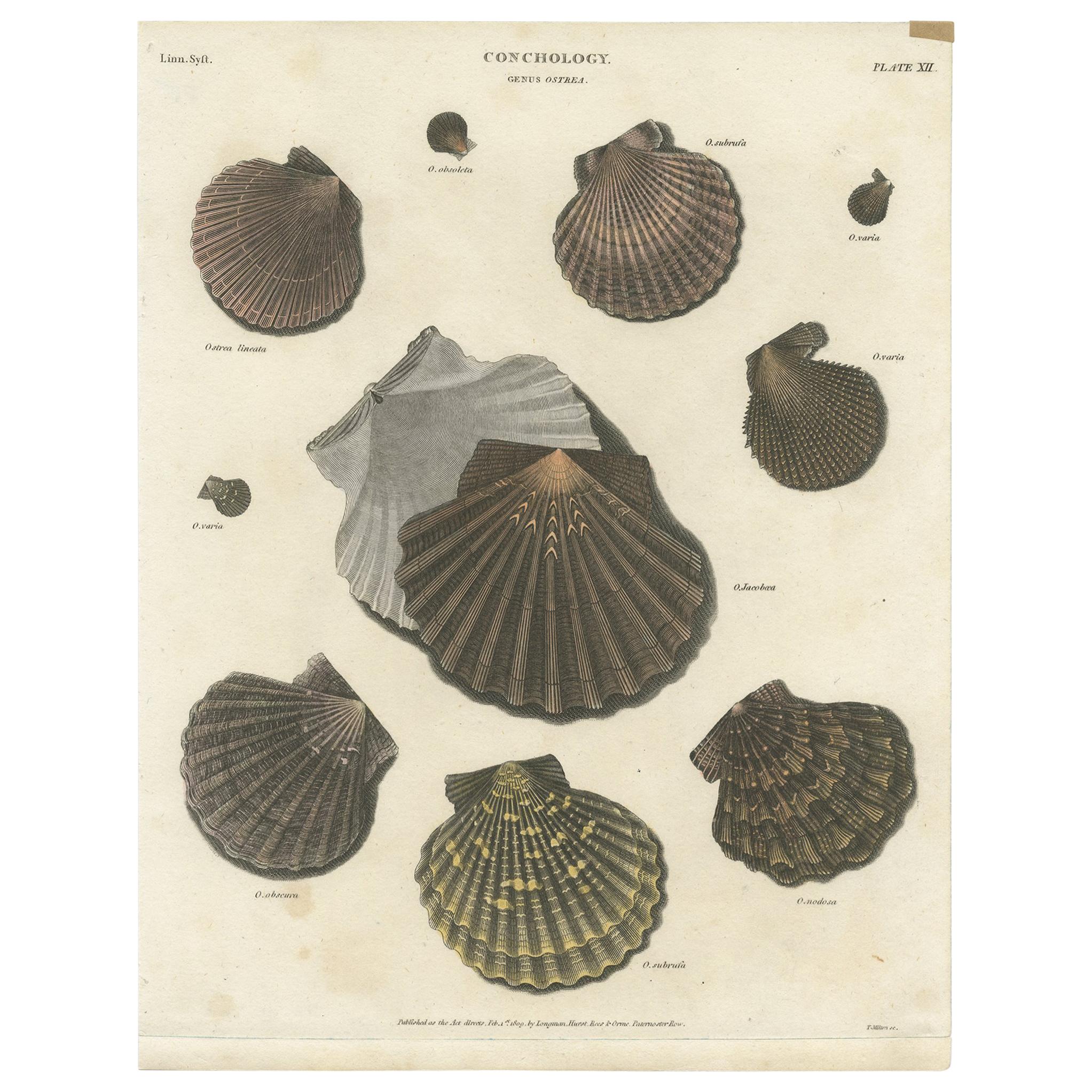 Antique Print of Ostrea/Oysters by T. Milton, 1809