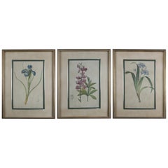 Vintage Set of Three-Botanical Floral Prints, circa 1990