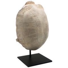 Turtle Fossil Stylemys Species from the Oligocene Era, Discovered in Dakota