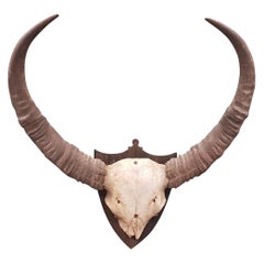 19th Century Set of Water Buffalo Horns on Sheild