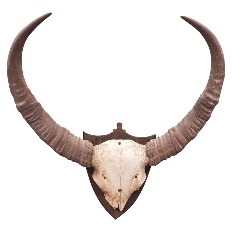 26 cm Buffalo Deko Jagdhorn Blashorn Horn Messing L