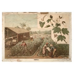 1890 German Educational Chart of Cotton "Baumwolle"
