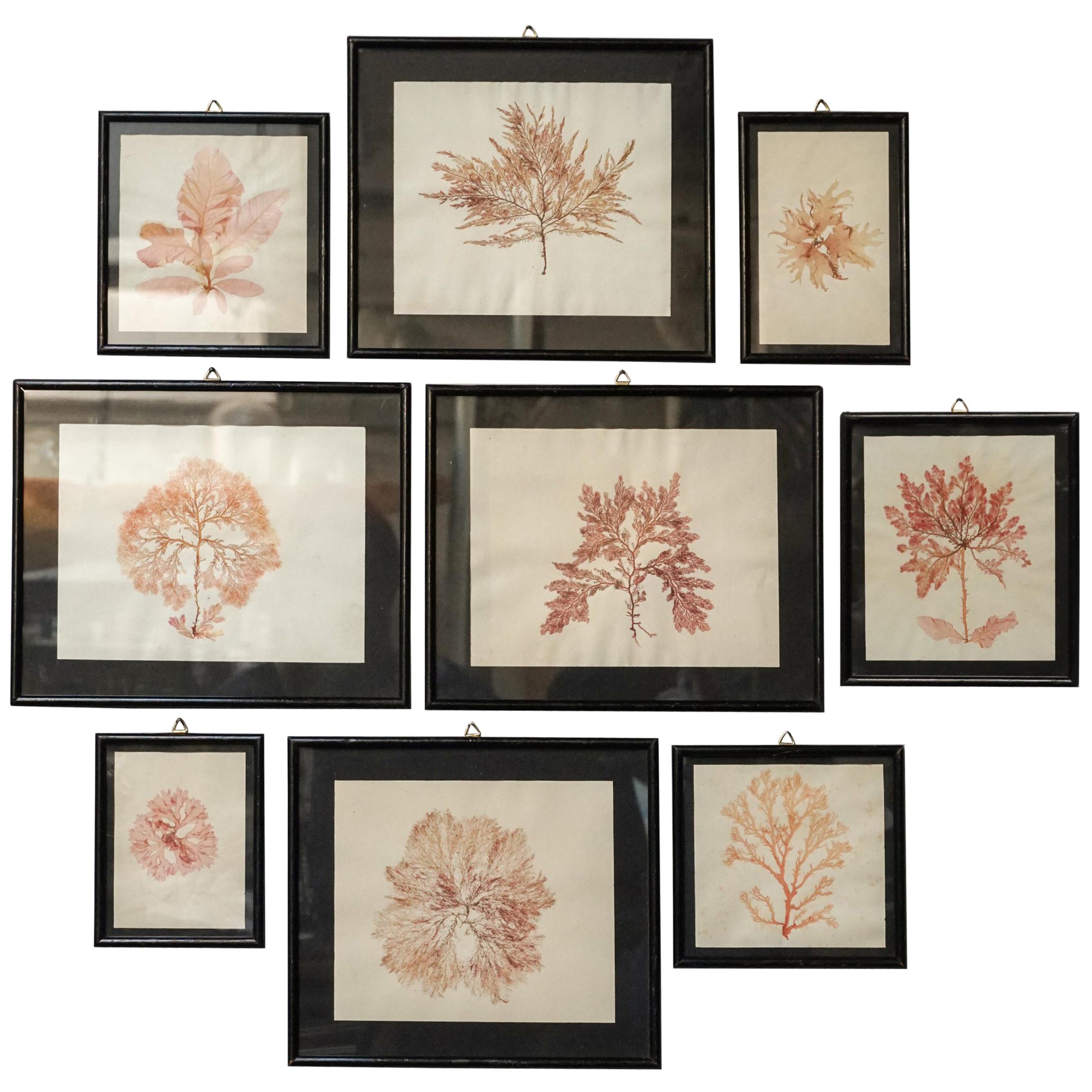 Early 20th Century Set of Nine Dried and Framed Marine Algae Herbarium Specimens