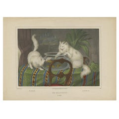 Antique Cat Print 'The Goldfishes', circa 1850
