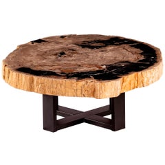 Center of Coffee Table, Natural Circular Shape, Petrified Wood with Metal Base