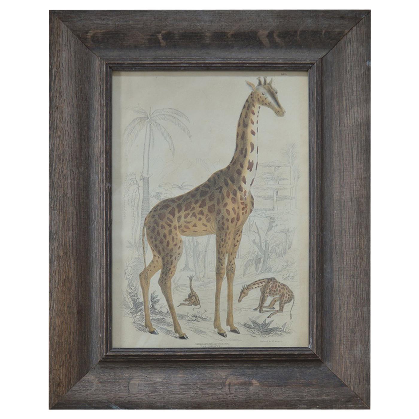 Original Antique Print of a Giraffe, 1835