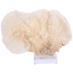 Sea Sponge Specimen Mounted on Lucite