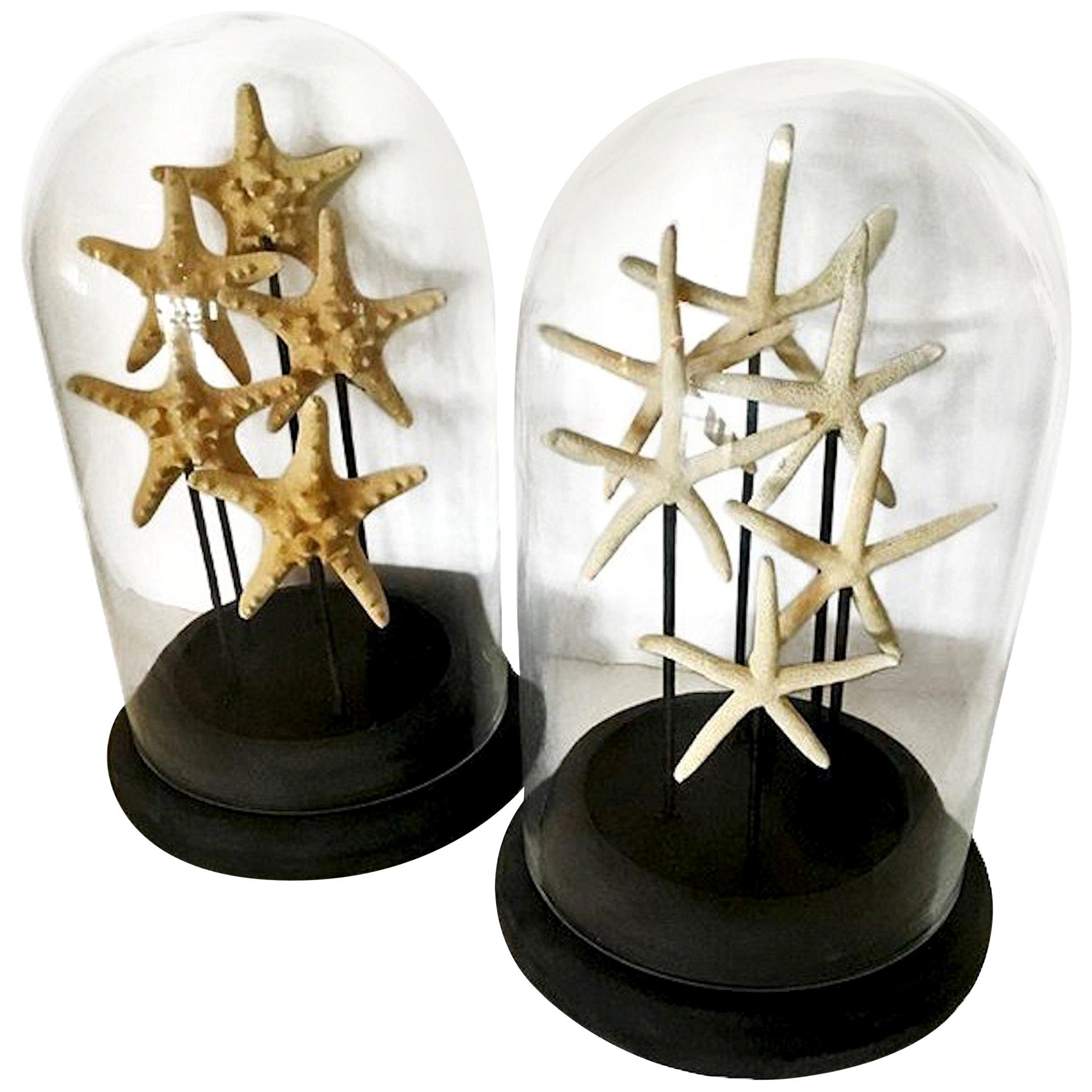 Pair of French Glass Domes, with Natural Starfish, Mid-Century Modern