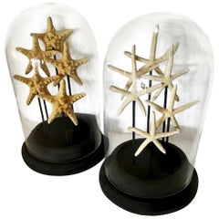 Pair of French Glass Domes, with Natural Starfish, Mid-Century Modern