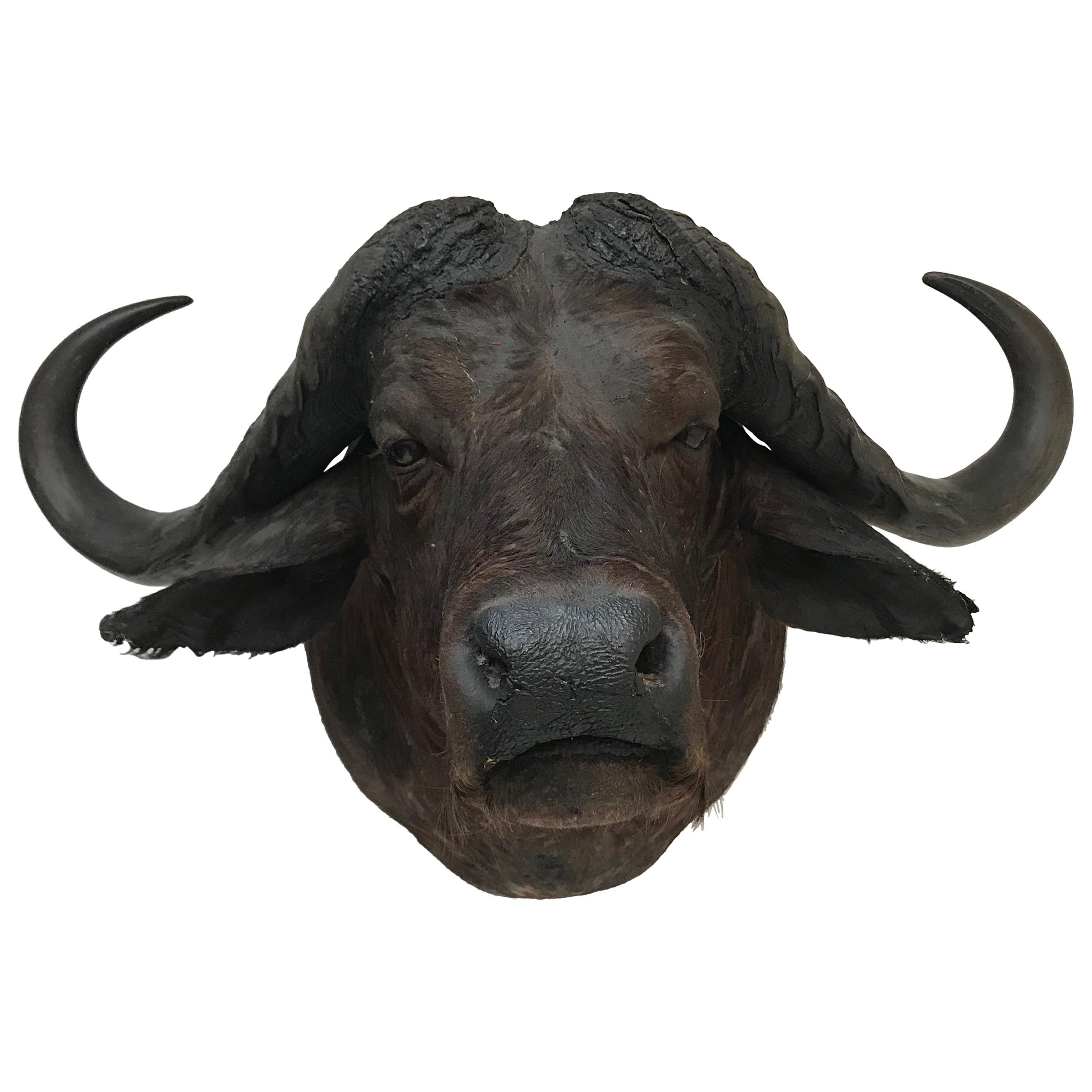 Rare Vintage African Taxidermy, Water buffalo - mounted. 