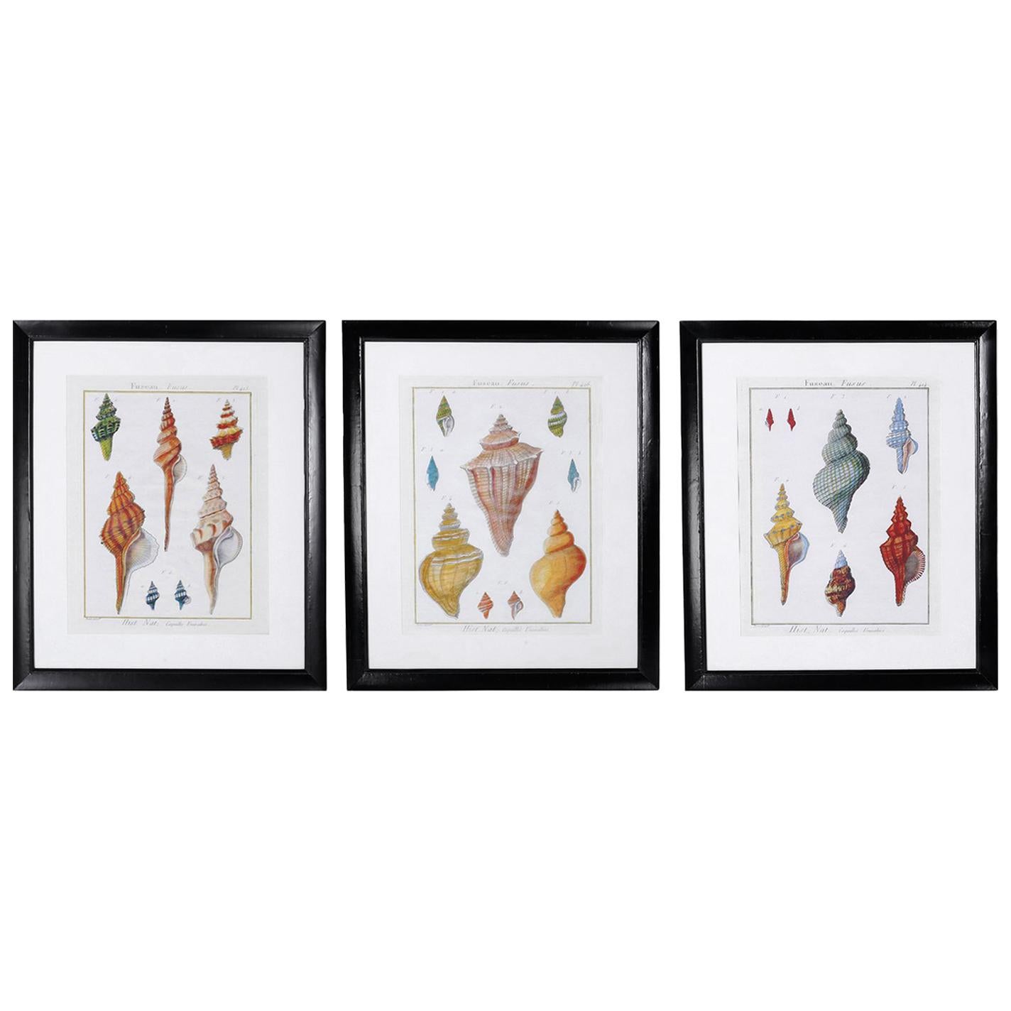 Set of Three Large Seashell Engravings For Sale