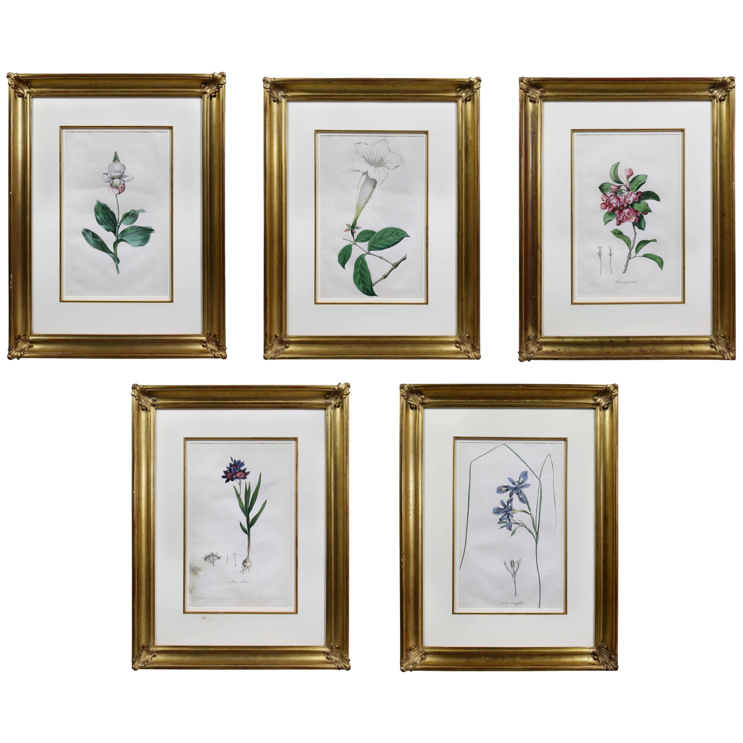 Set of Five Framed Botanicals of Flowers by Hendrik Schwegman