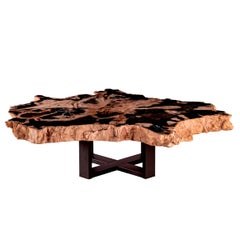 Center of Coffee Table, Natural Root Shape, Petrified Wood with Metal Base