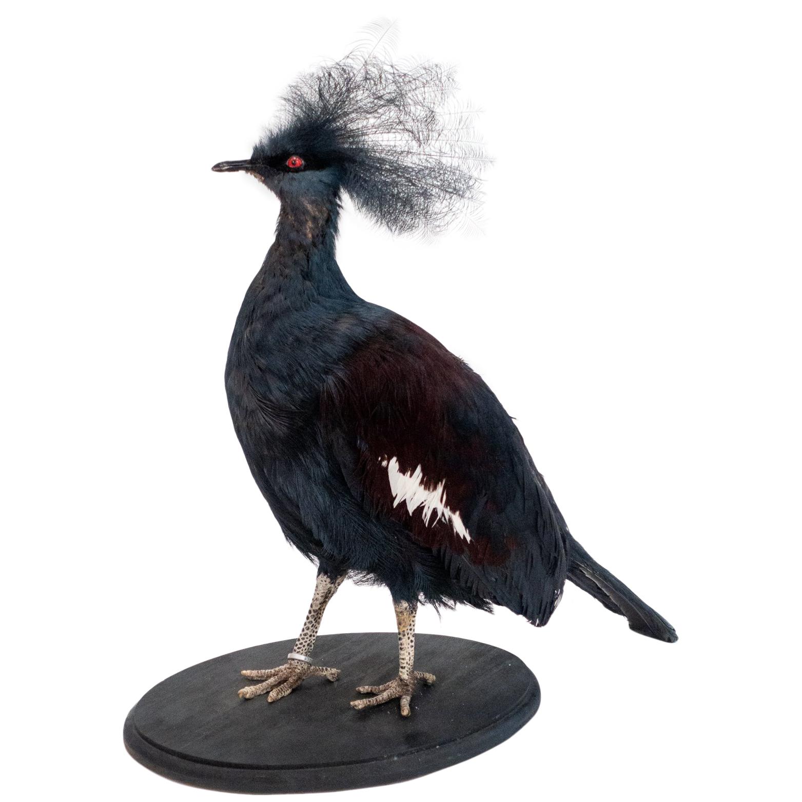 Mounted Victoria Crowned Pigeon Taxidermy