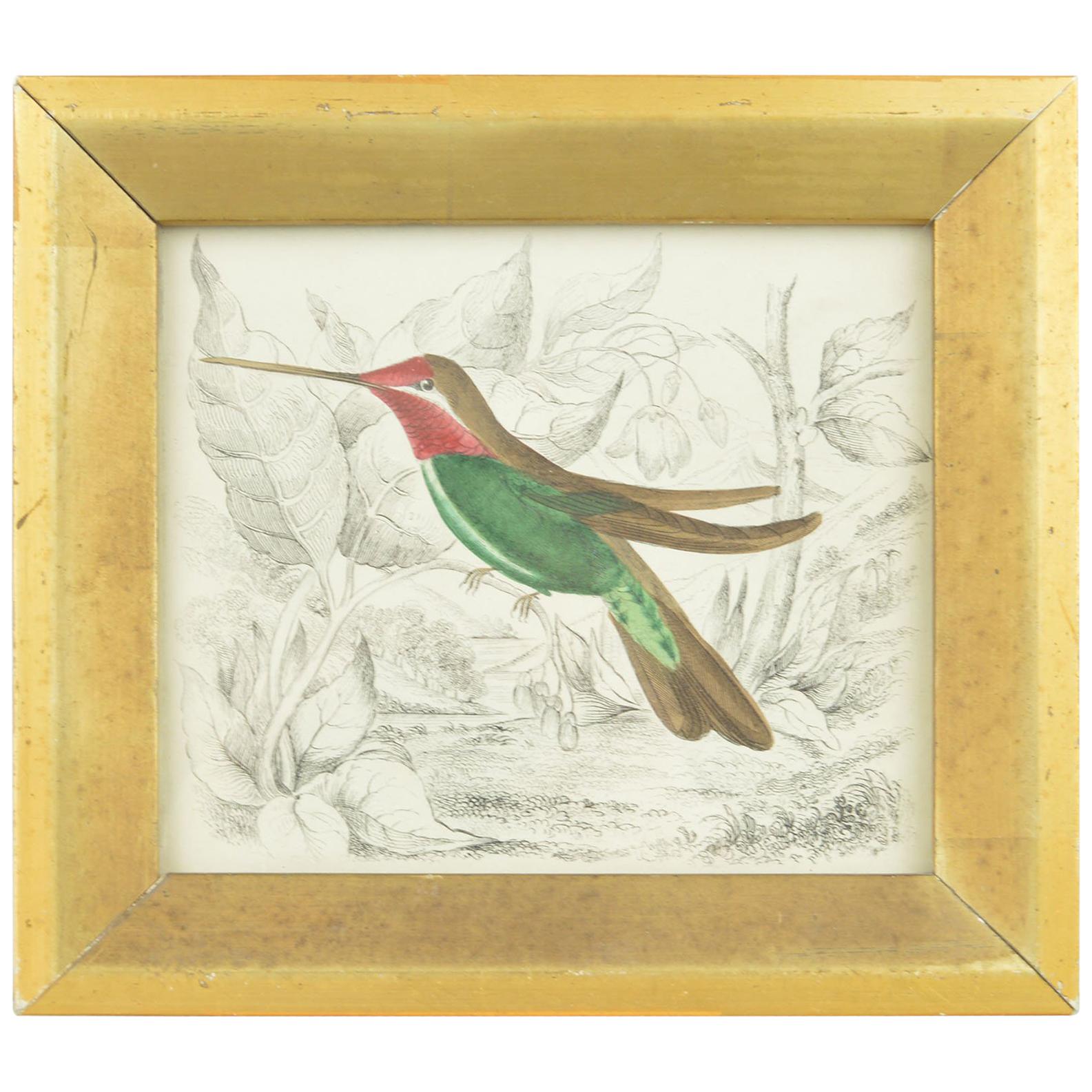 Original Antique Print of a Hummingbird, 1847