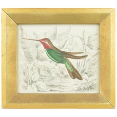 Original Antique Print of a Hummingbird, 1847