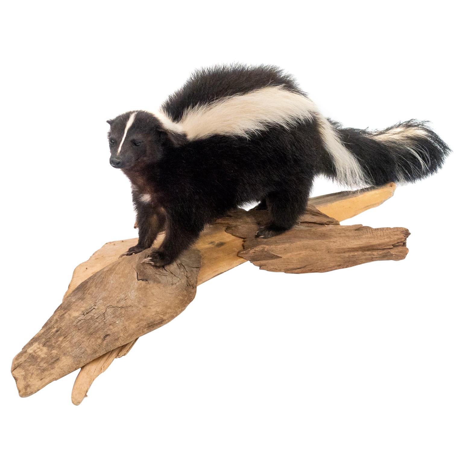 Taxidermied Skunk Mounted on a Naturalistic Wood Base