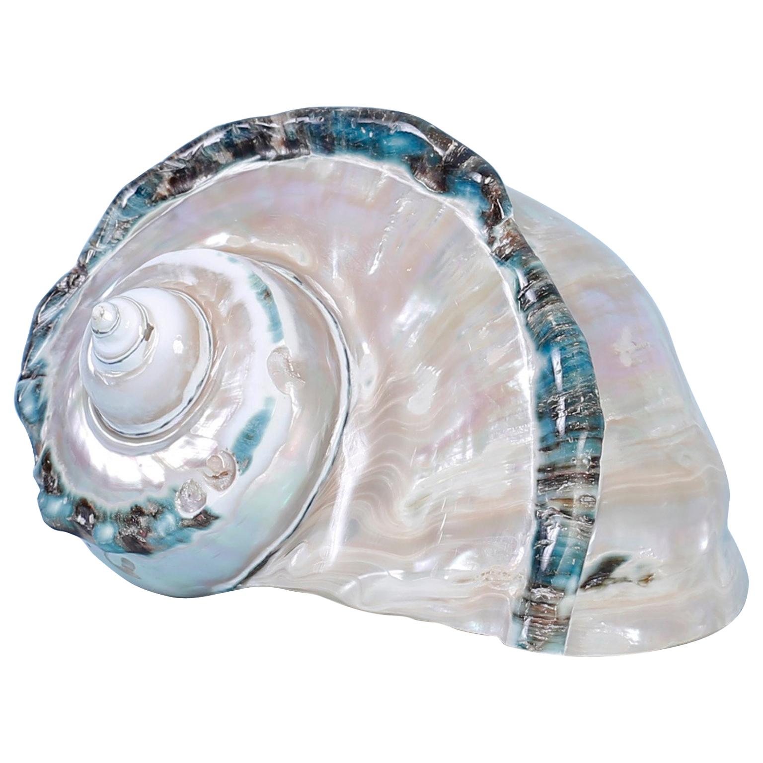 Turbo Marmoratus Seashell Specimen